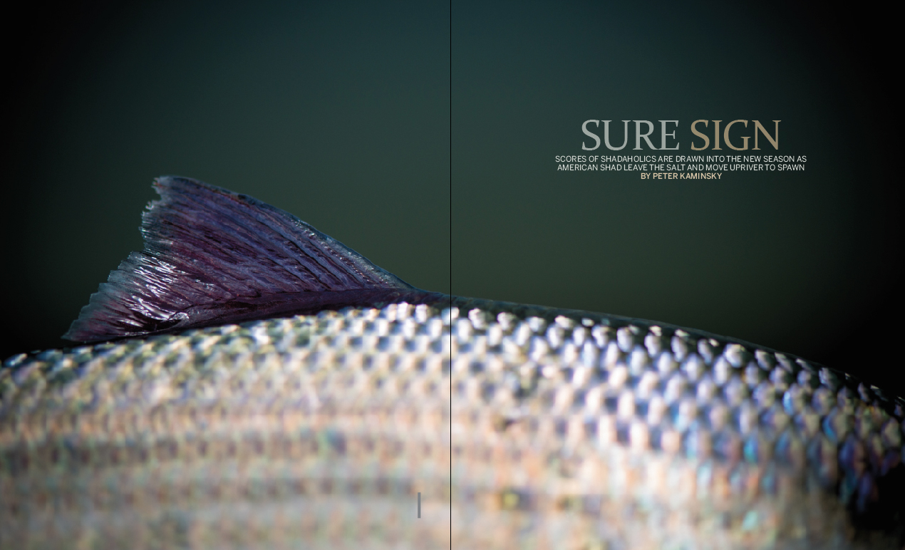 Shad fishing is a rite of spring that’s as old as our nation. It’s hard to predict but impossible to beat. By Peter Kaminsky