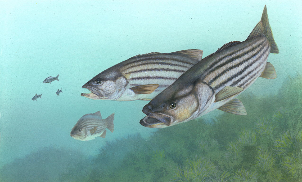 striped_bass