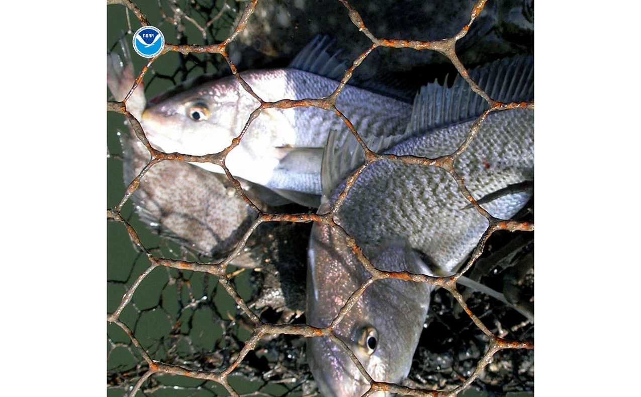 Impact of “Ghost Fishing“ via Derelict Fishing Gear