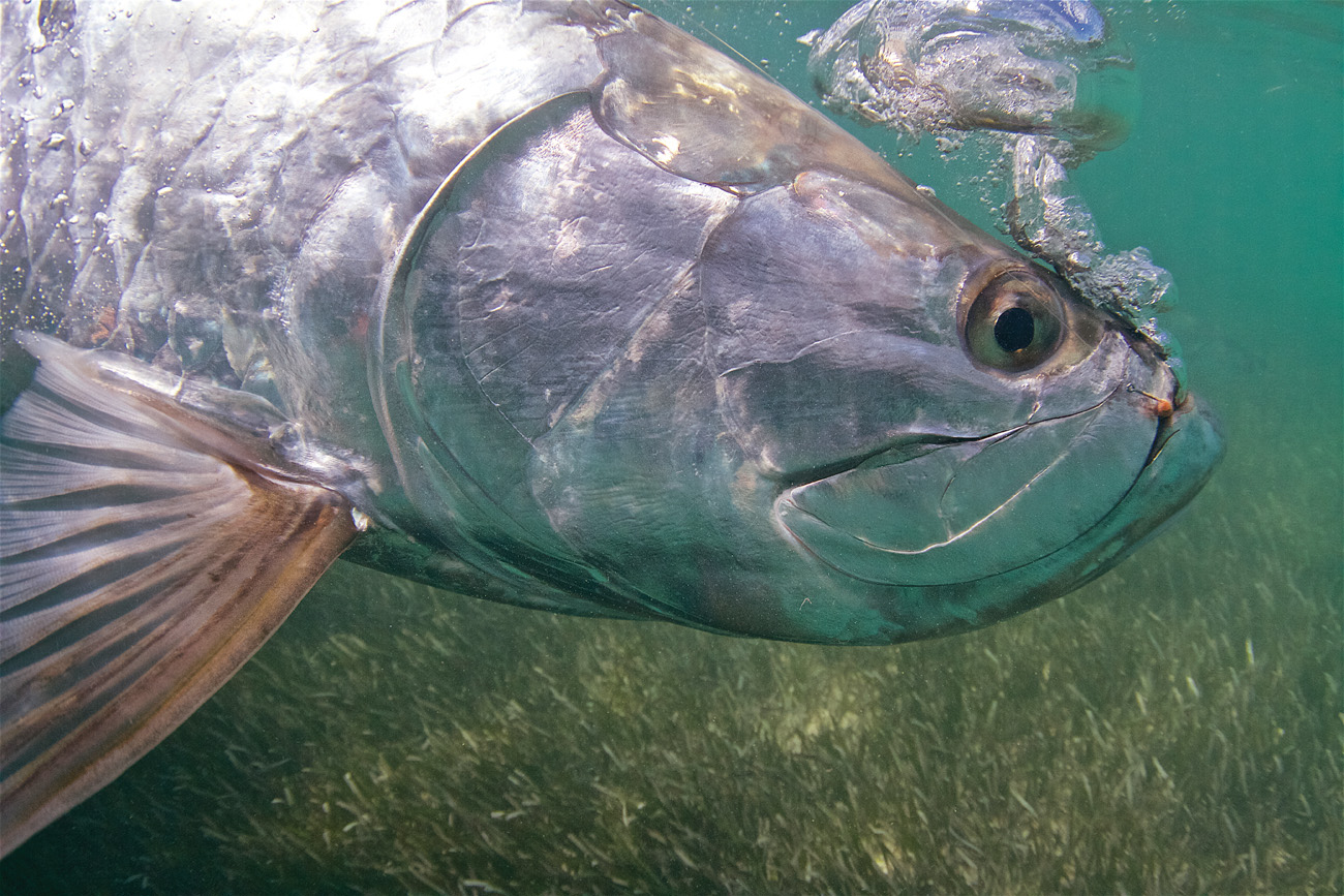 opener tarpon