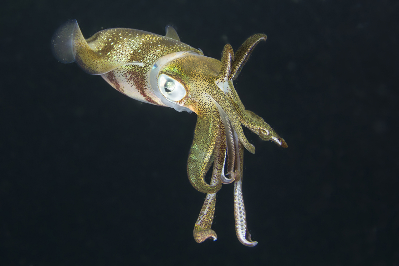 A host of marine life, from squid to tuna, is losing habitat due to decreasing oxygen levels.