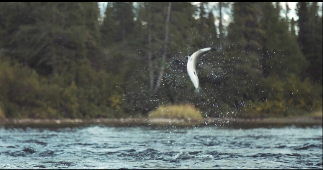 SalmonJumps0526