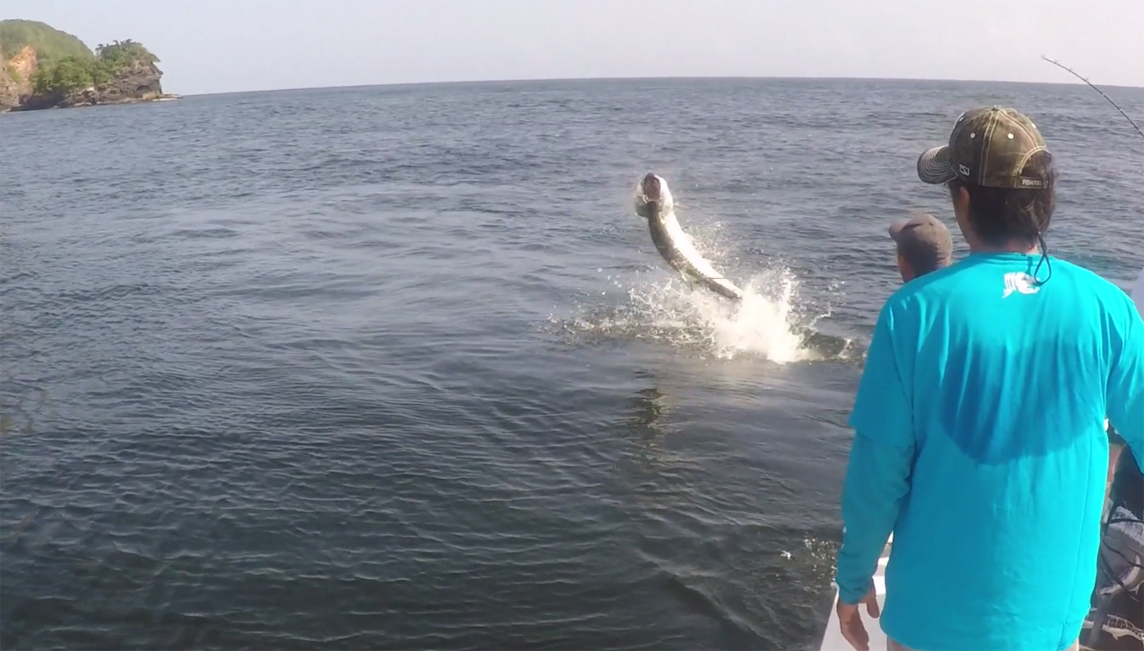 tarpon