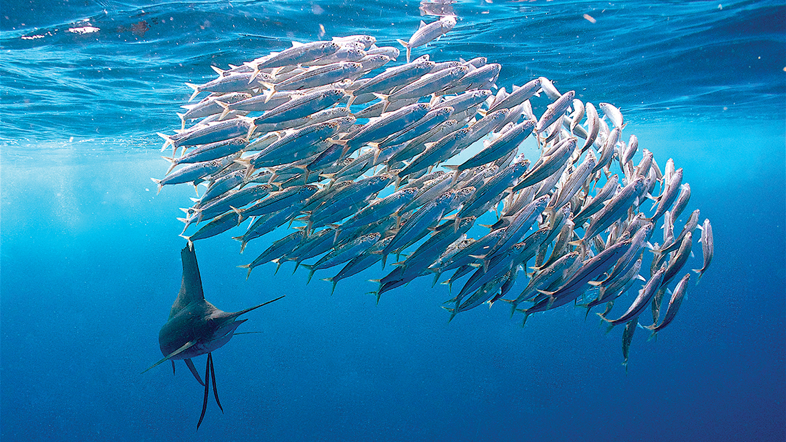 The eternal tension between predator and prey, played out in the waters off Isla Mujeres.