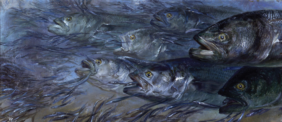 bluefish0805
