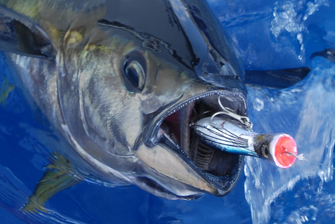 Yellowfin Tuna