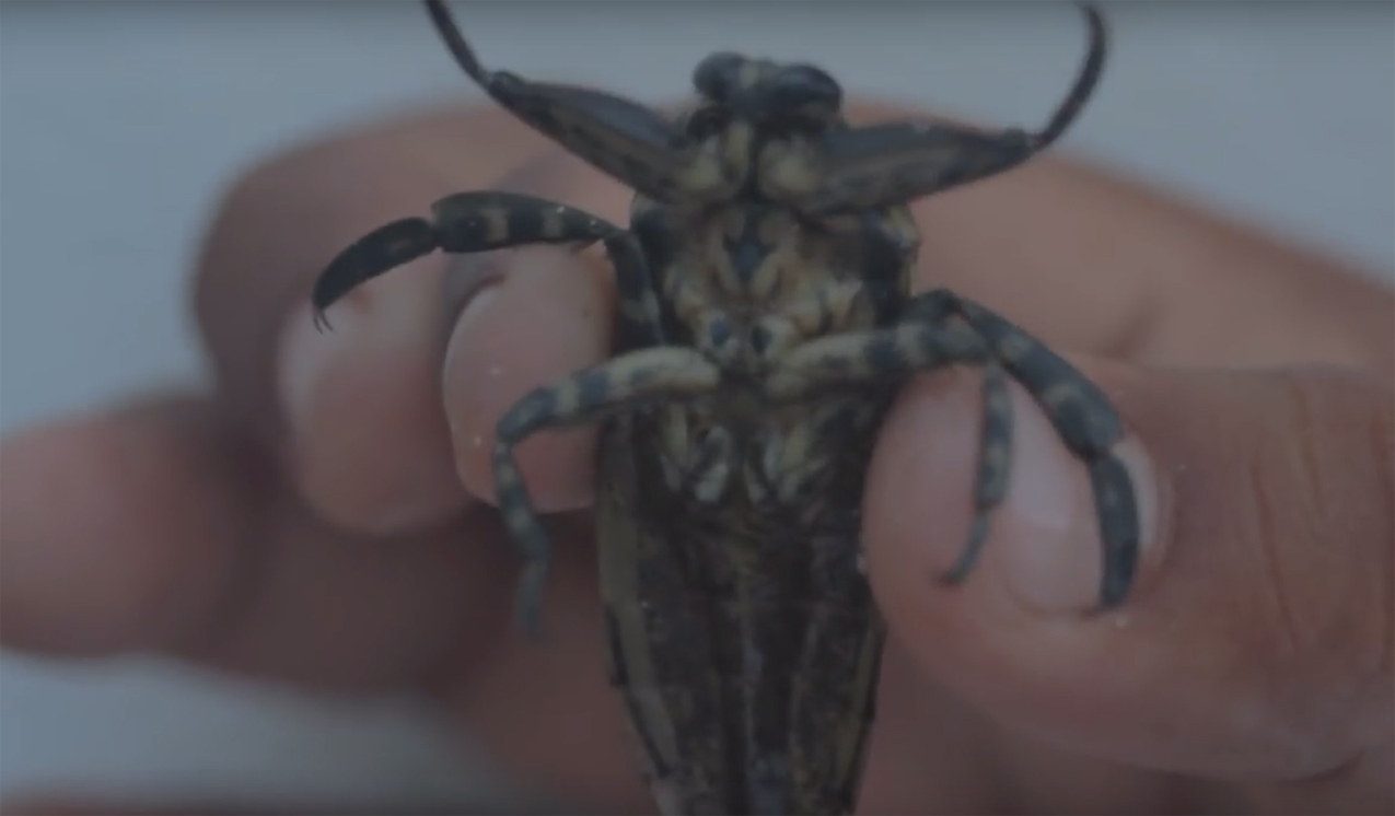 bugs