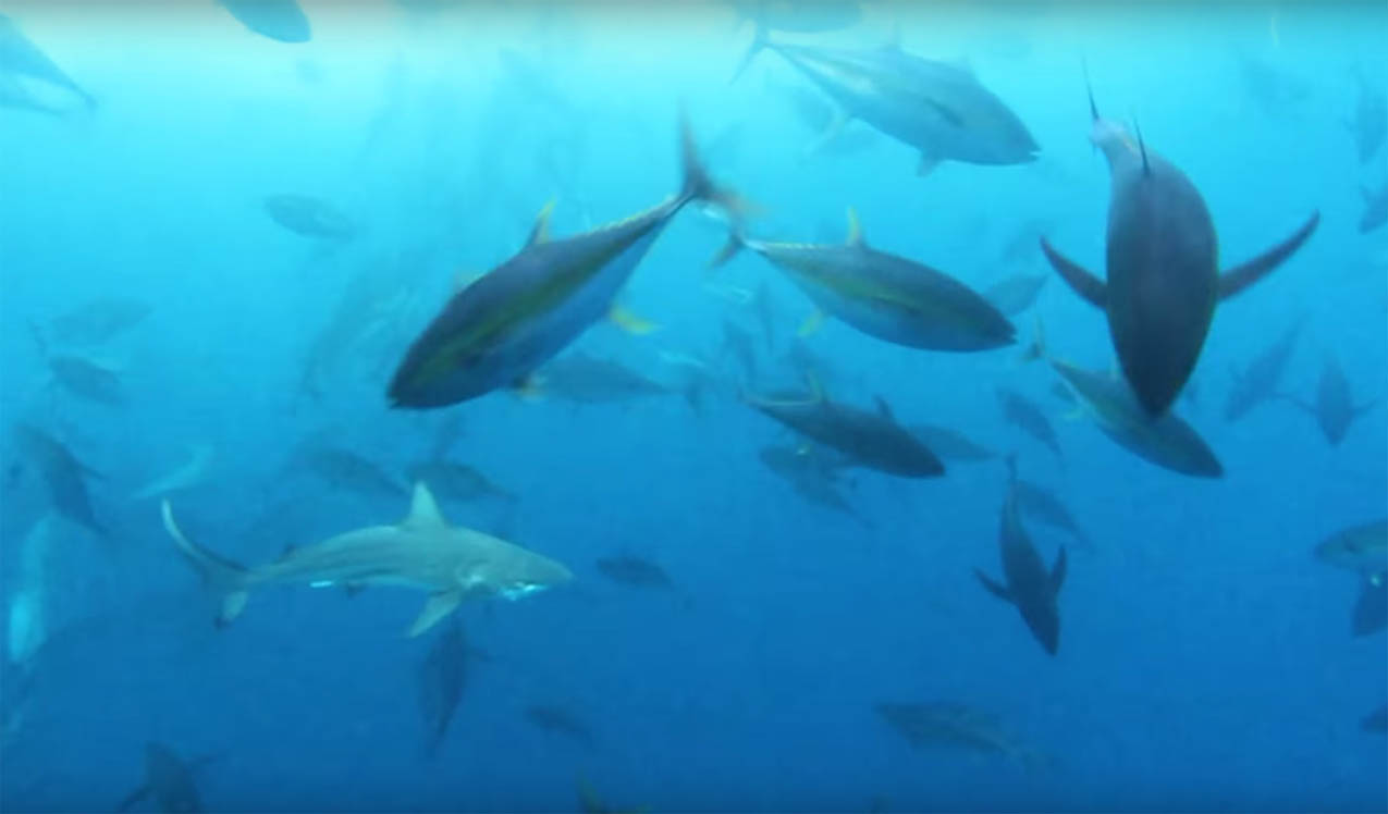 tuna_frenzy