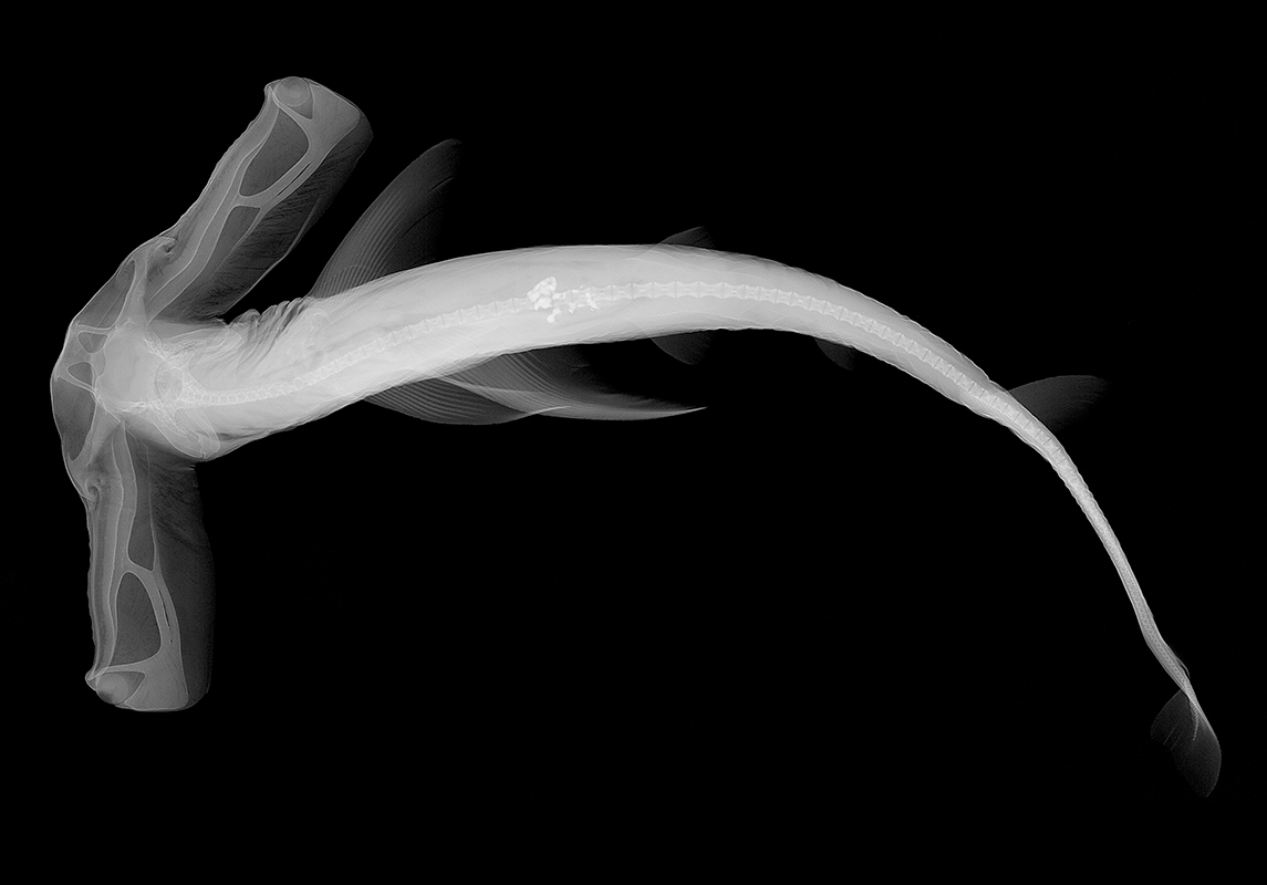 Winghead shark (Eusphyra blochii)