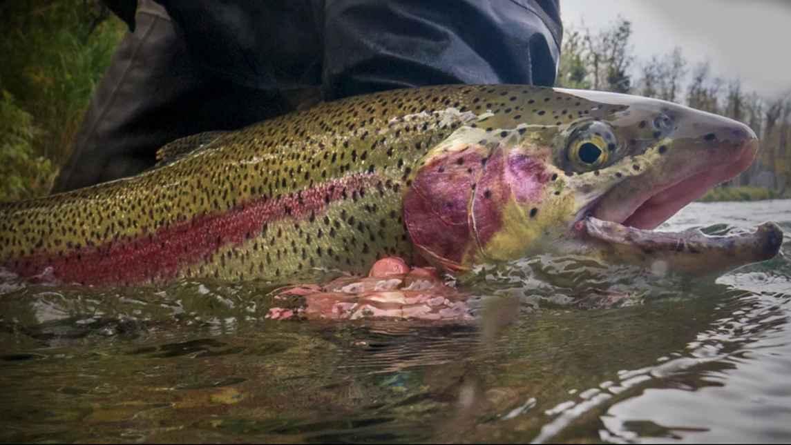 Trophy Fish