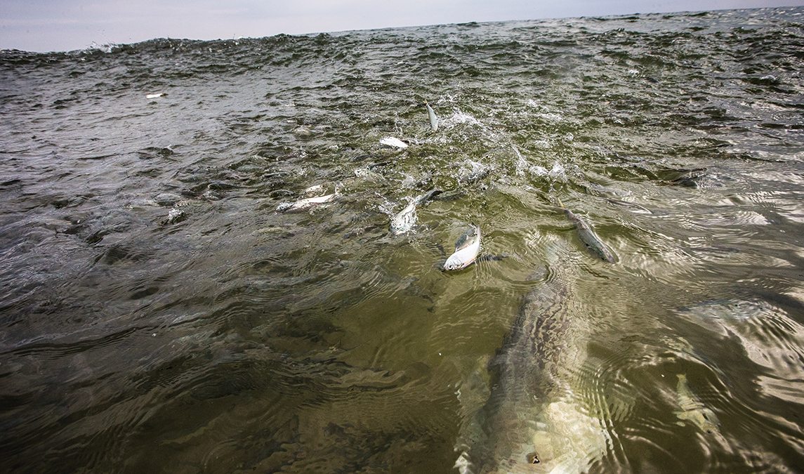 A free-swimming striper ran into photographer Tom Lynch’s leg.