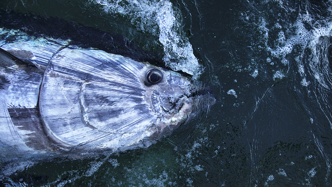 Bluefin Tuna