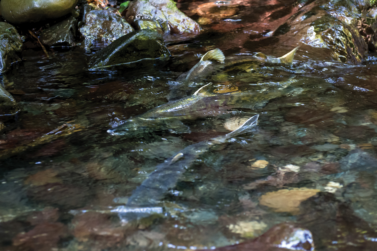 A long journey is almost complete for these native chum salmon.
