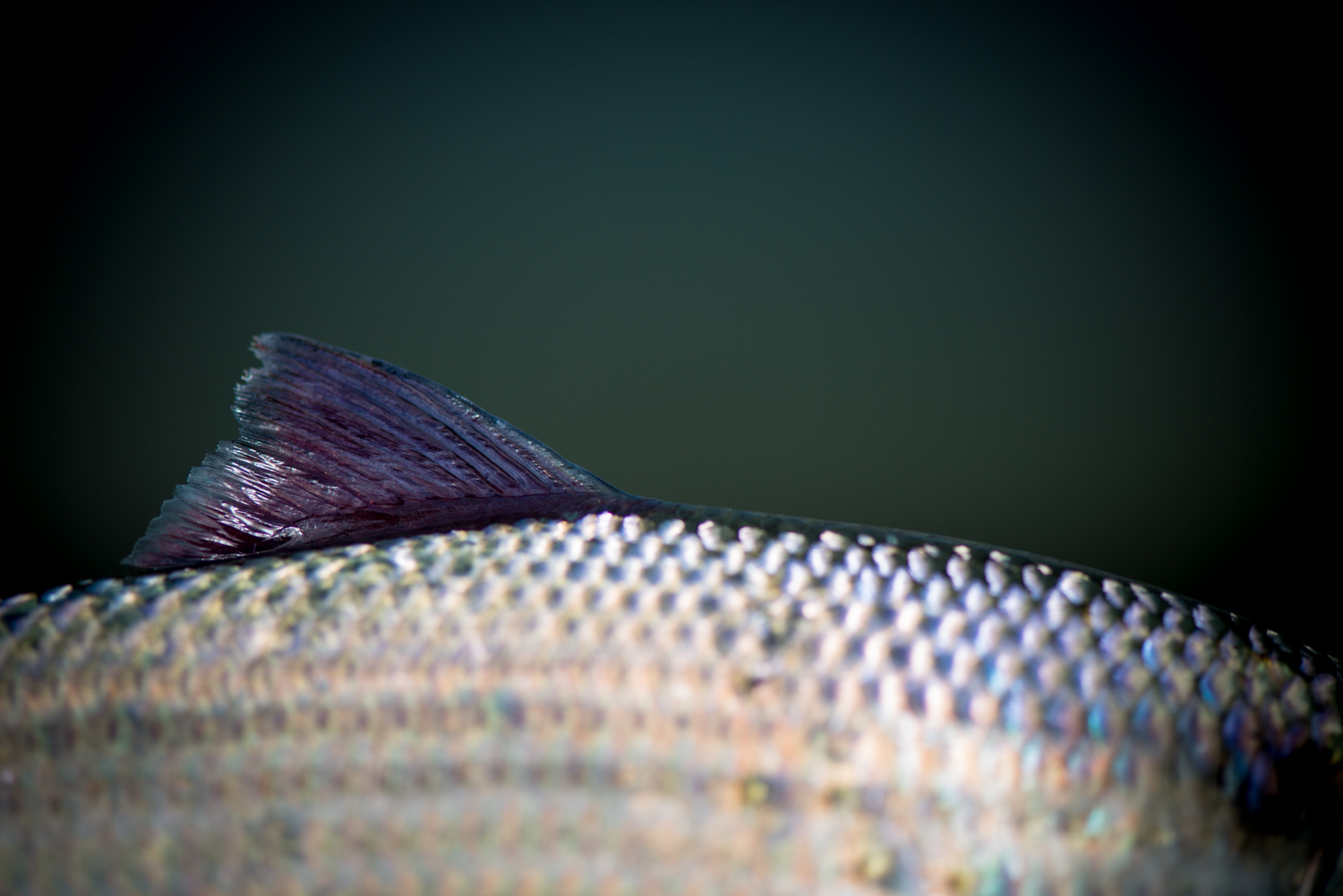 shad opener