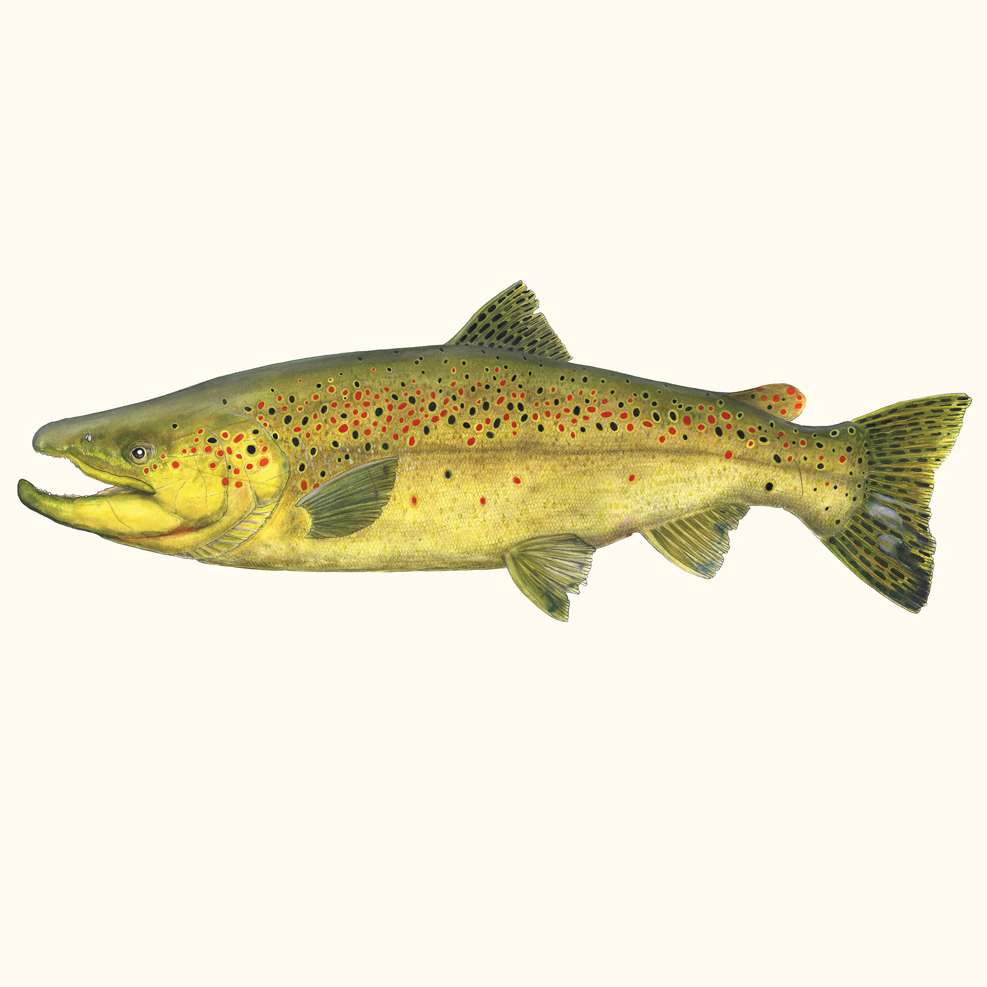 x1-BrownTrout-AJ_sj