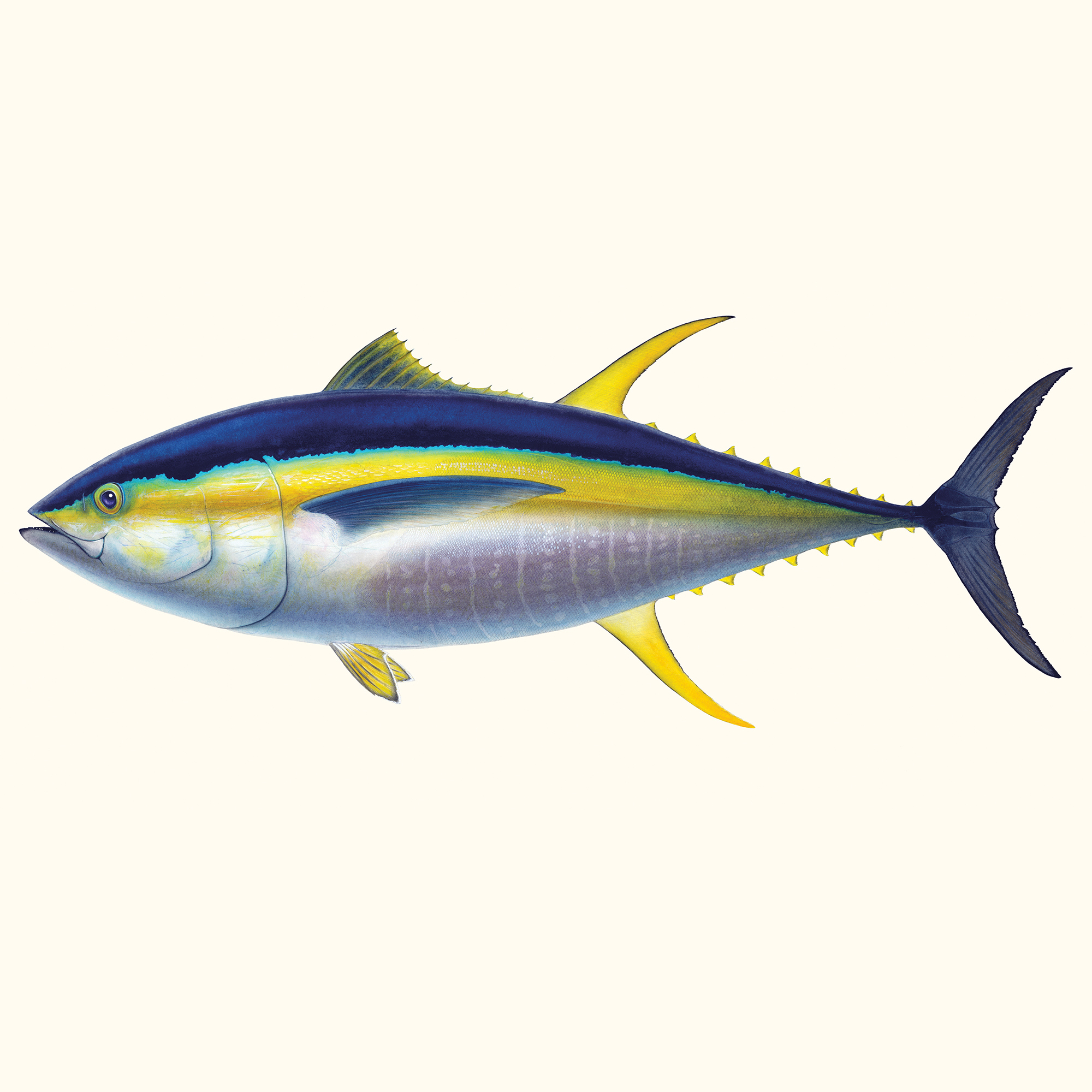 x1-Yellowfin-Tuna-AJ_sj