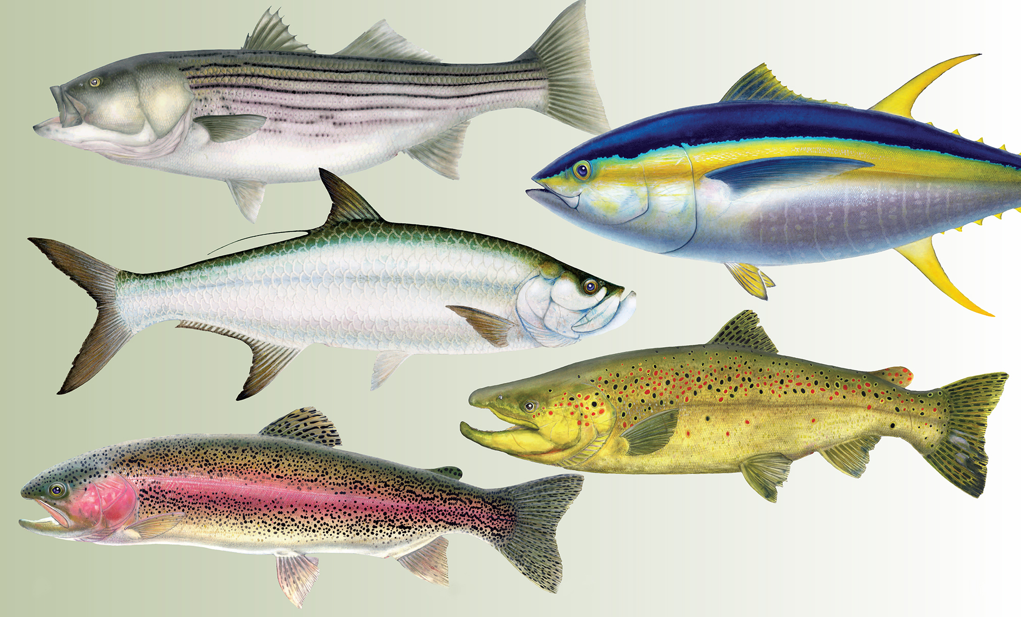 WhyWeFish-1