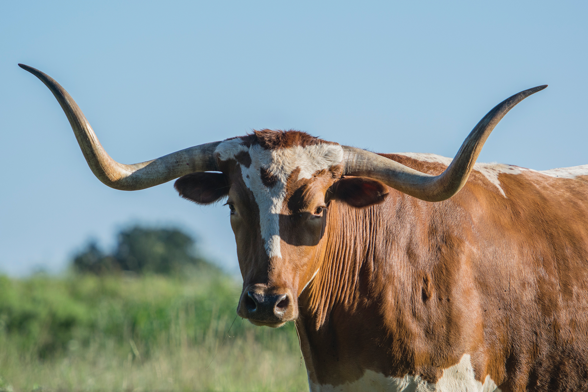 longhorn-main