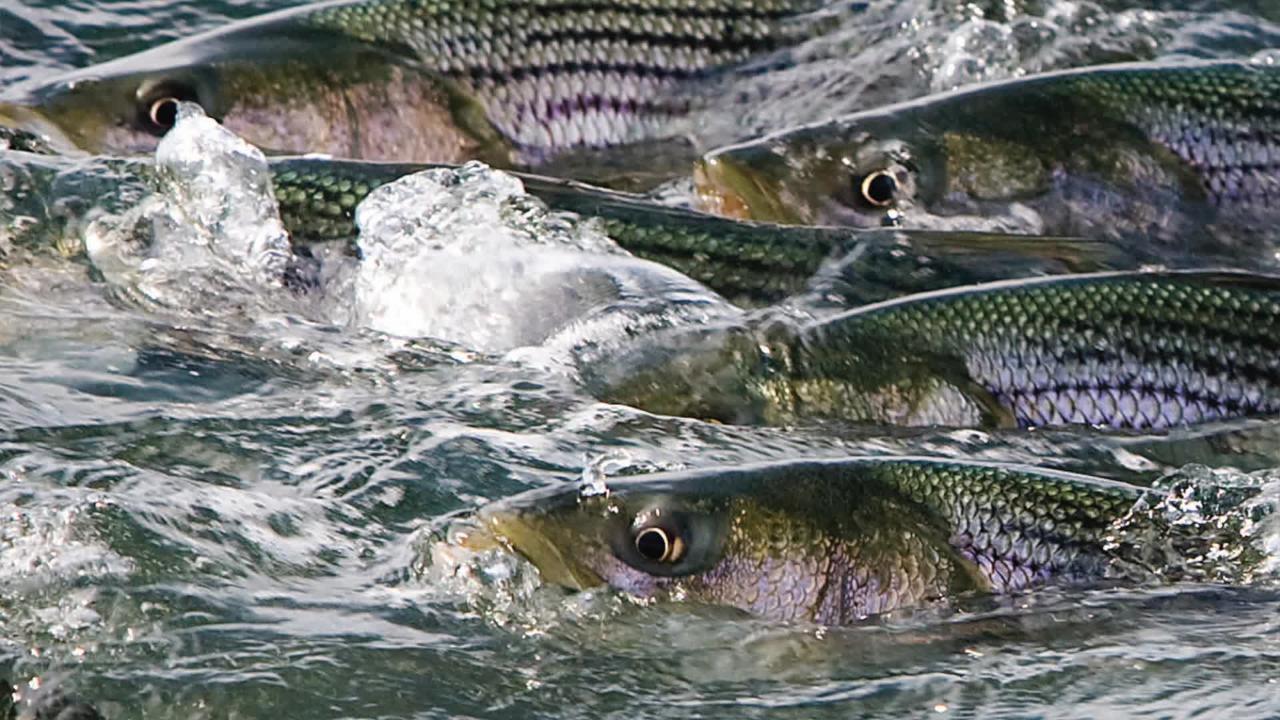 Fall Surf Fishing