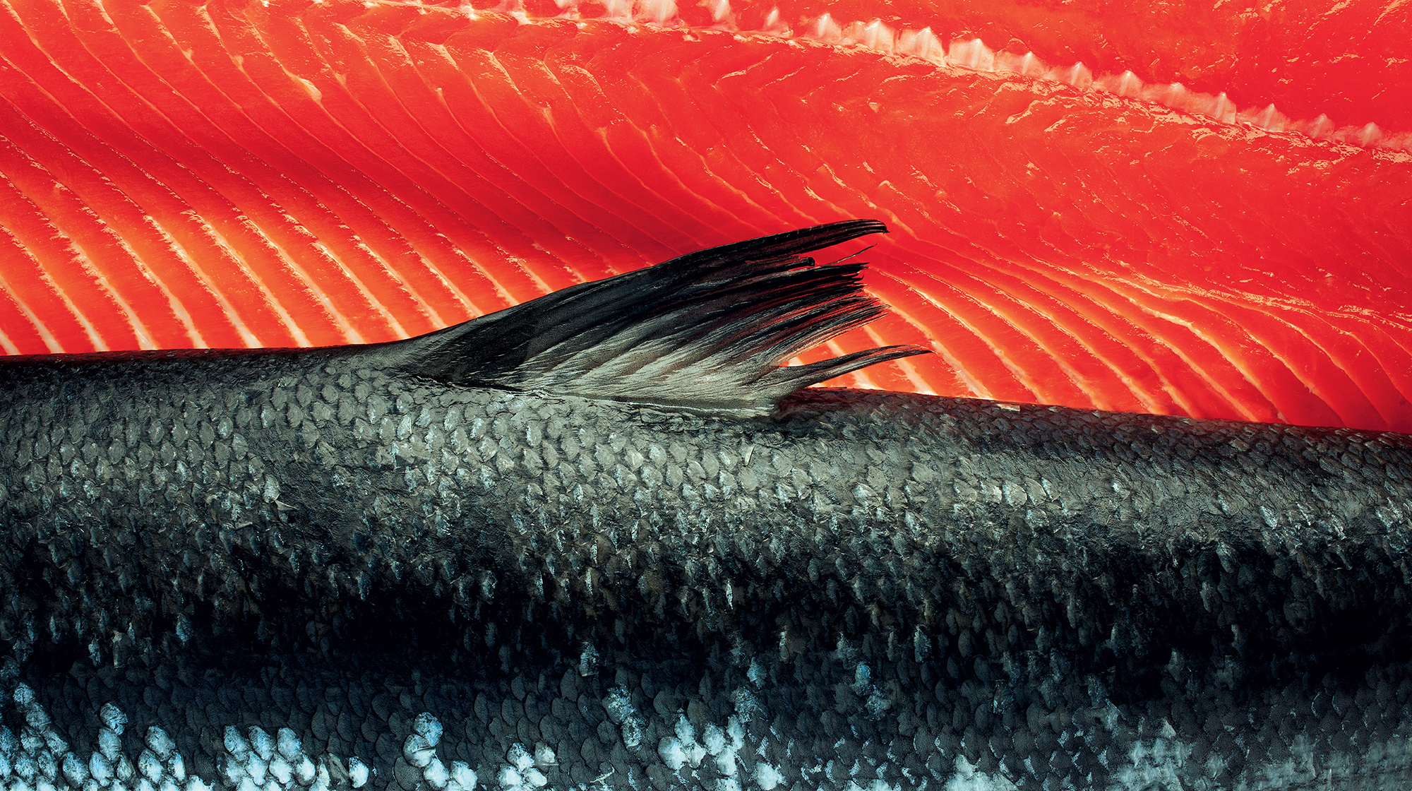 prm-salmon-opener