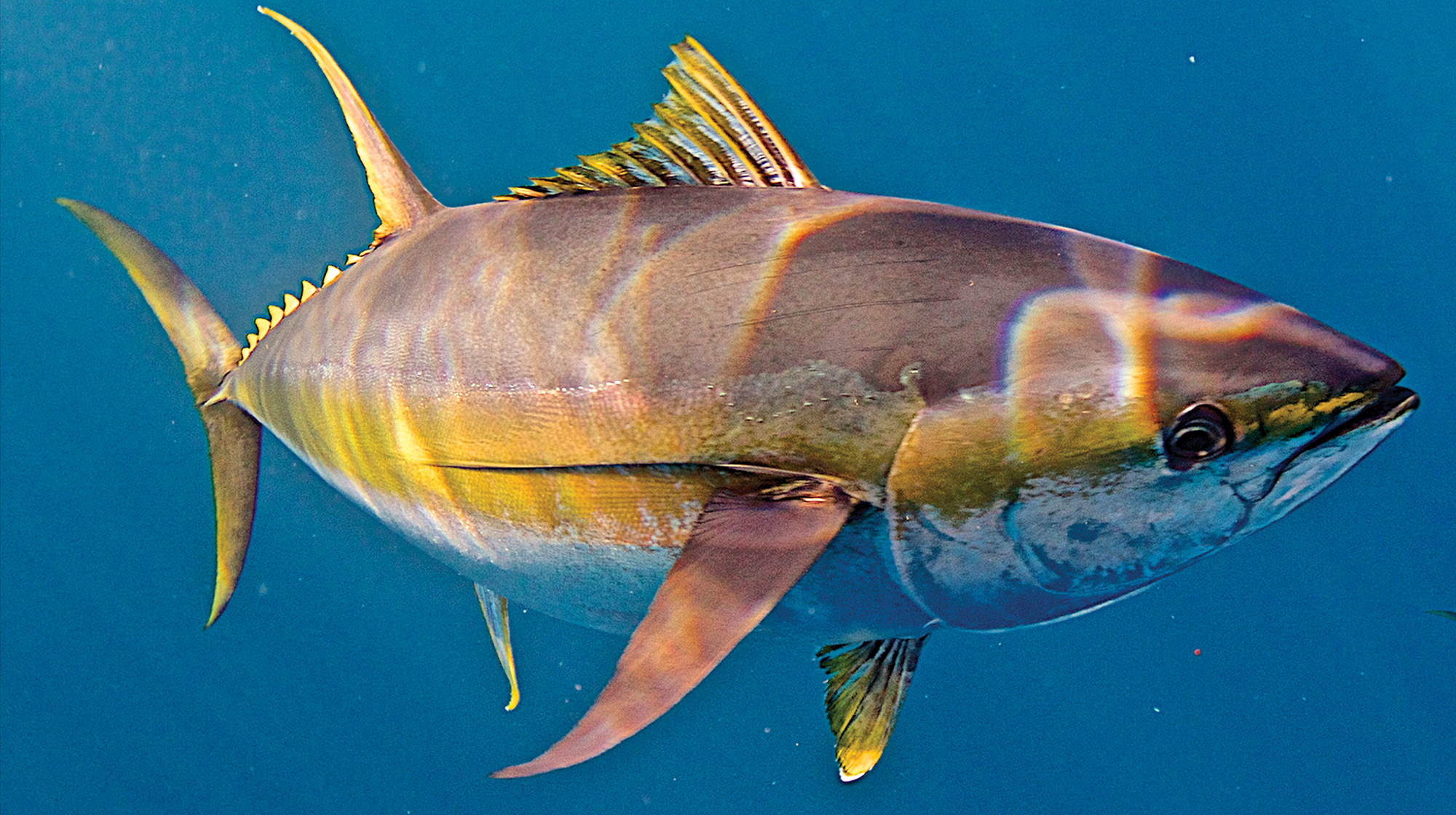 prm-PatFord-tuna-photo