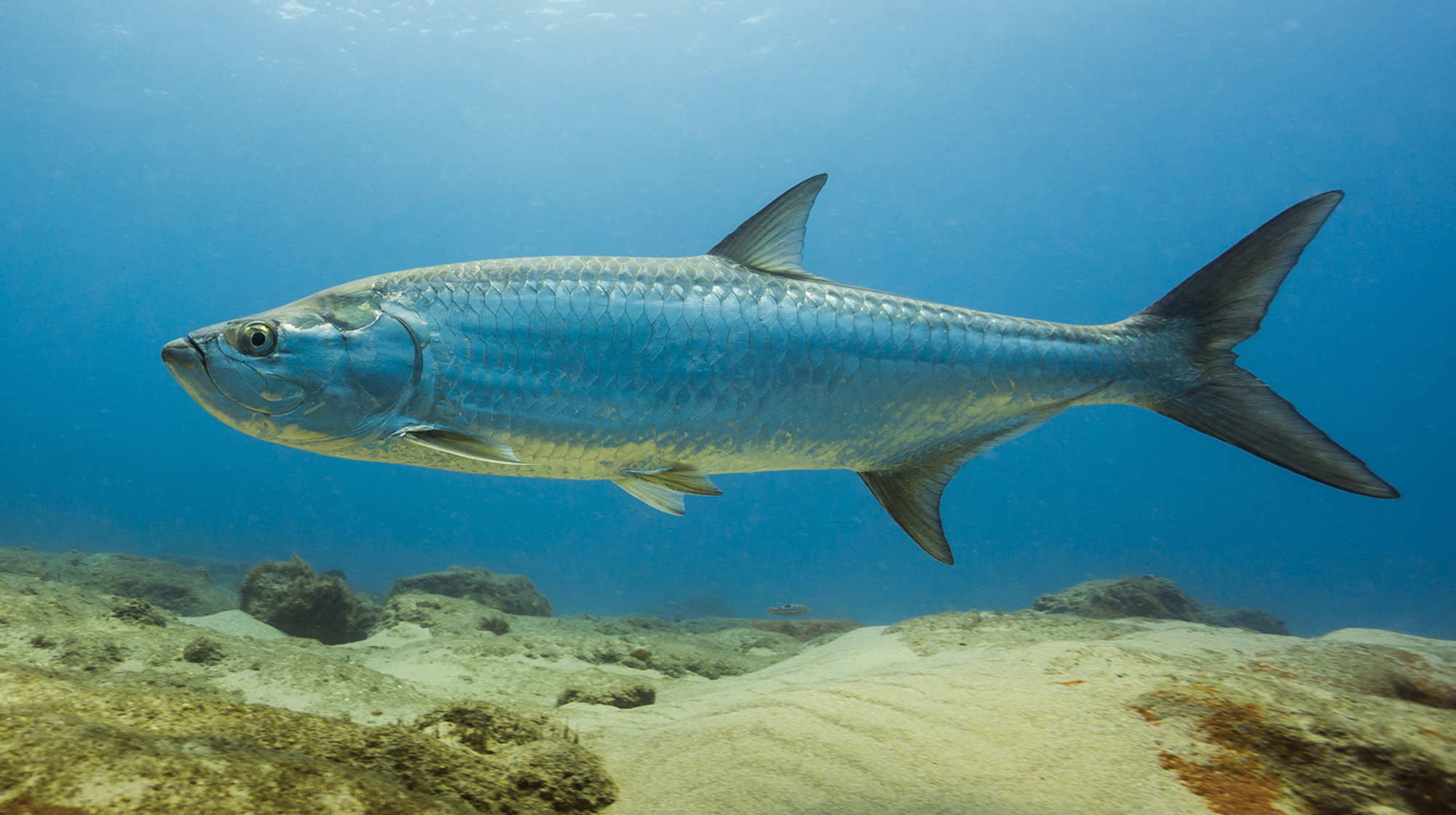 prm-tarpon
