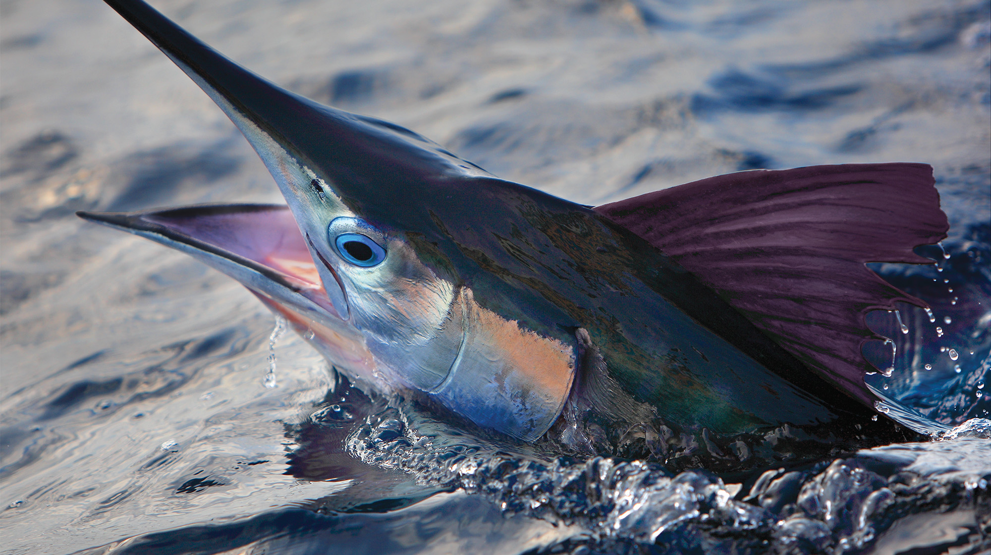 prm-WhiteMarlin
