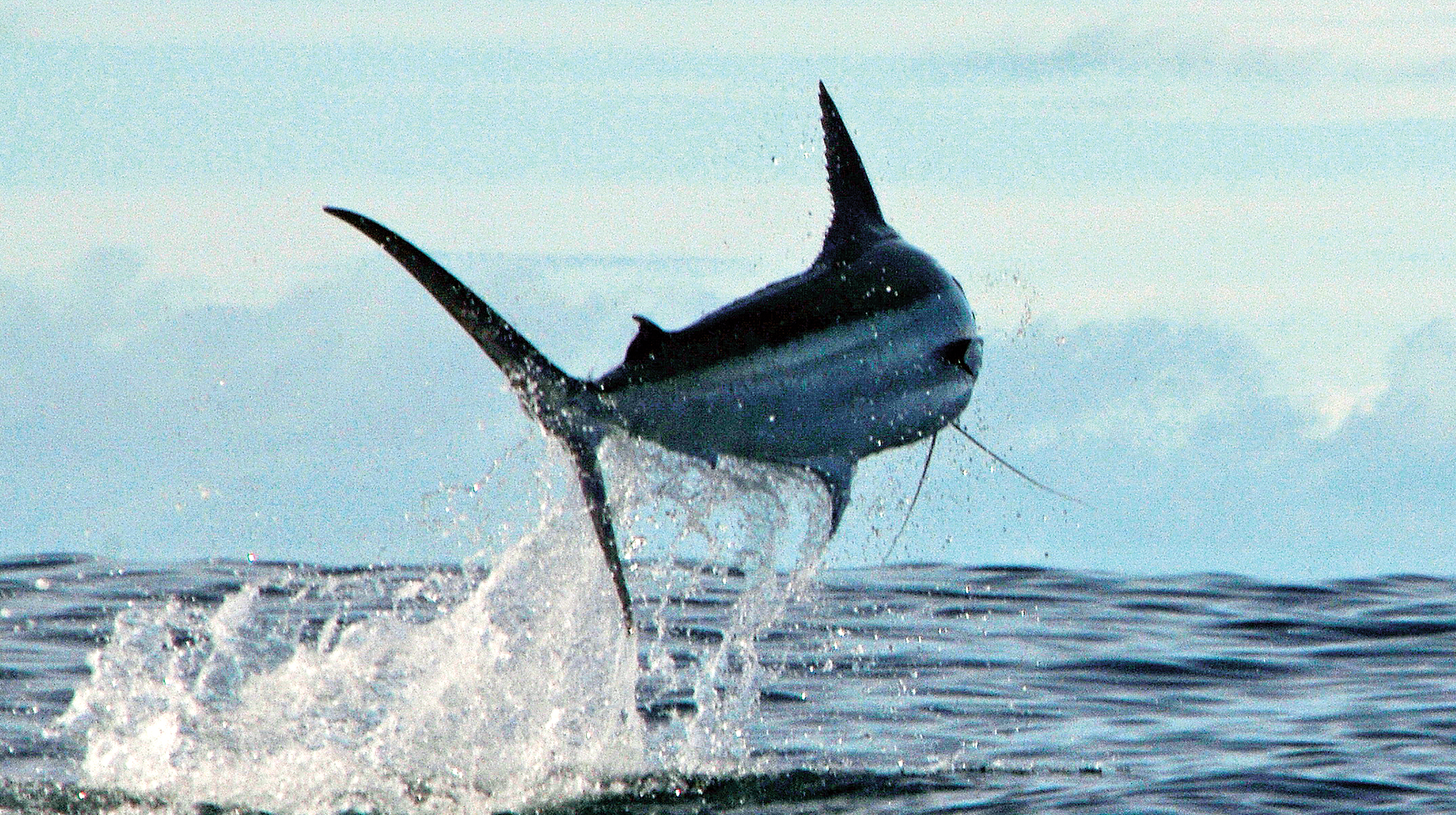 prm-05-blue-marlin