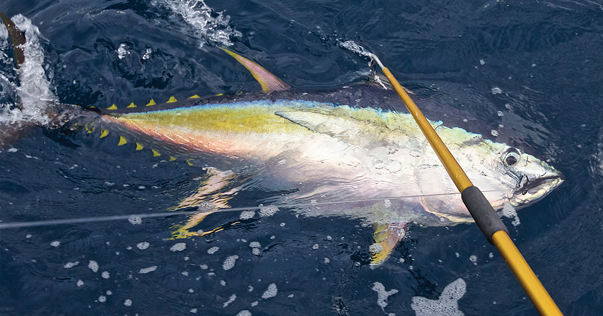 prm-yellowfin