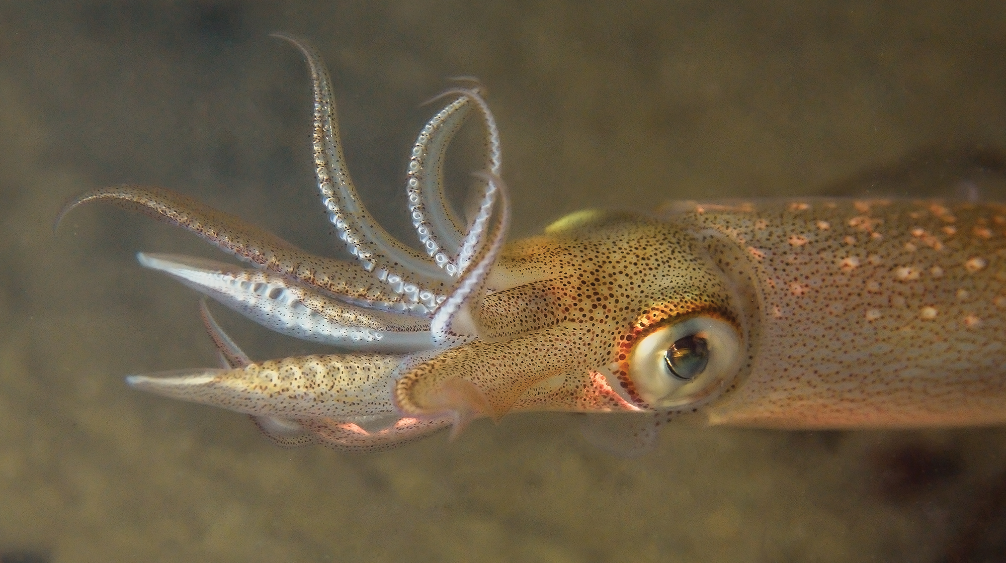 prm-squid prm-squid