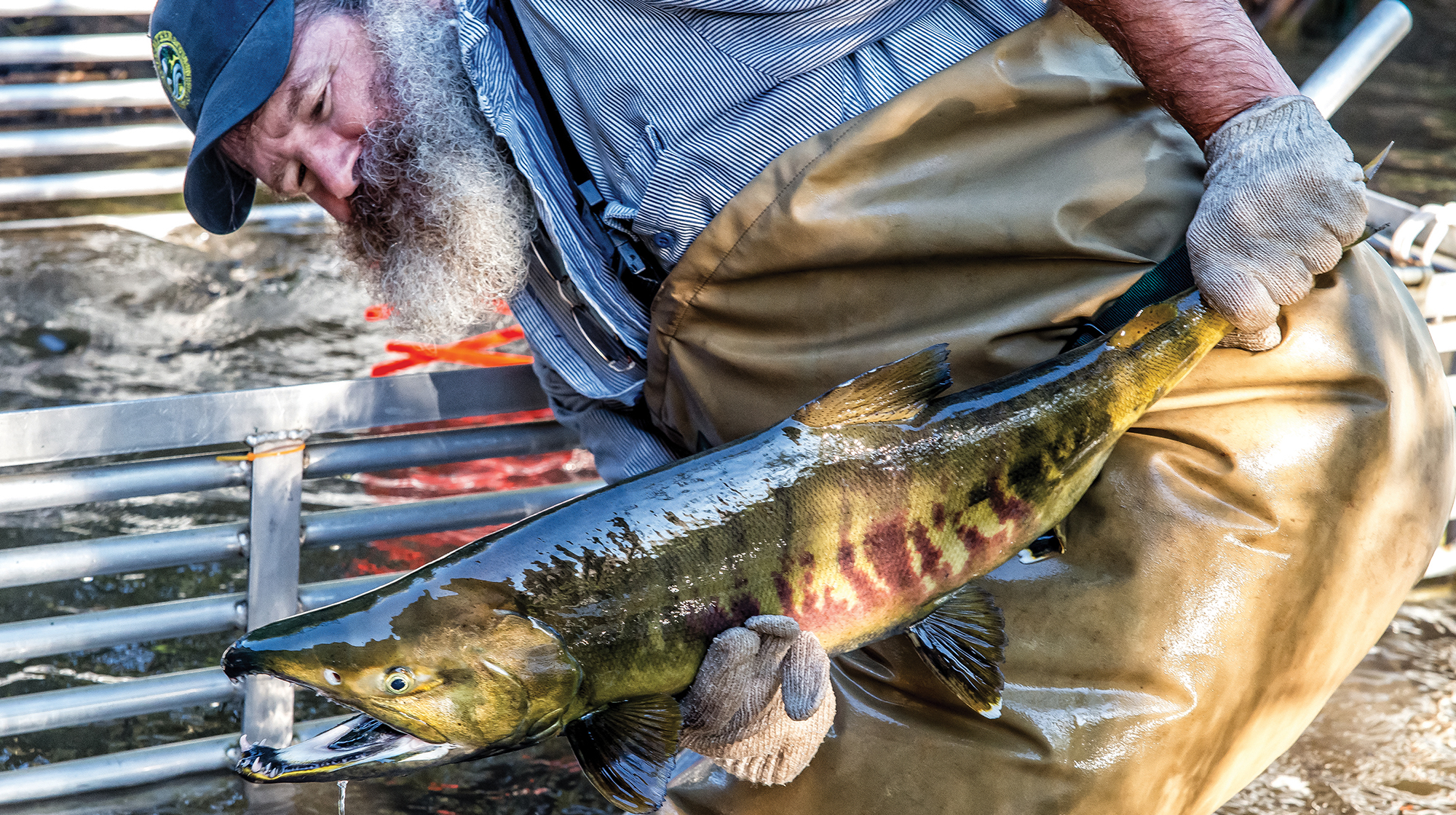 prm-chum-salmon