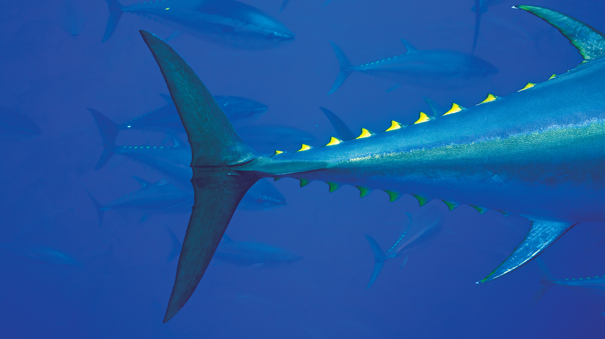 prm-bluefin-tuna-gaffe