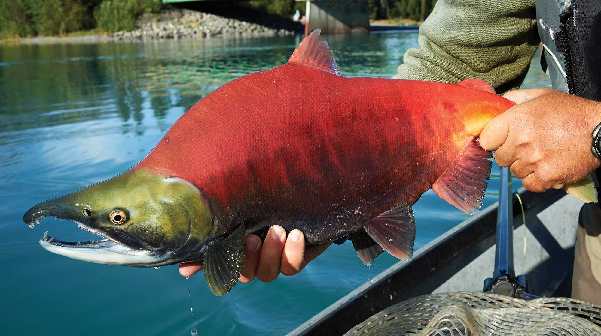 prm-sockeye