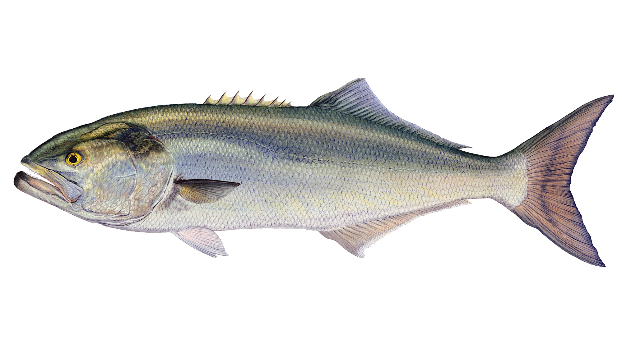 prm-Bluefish
