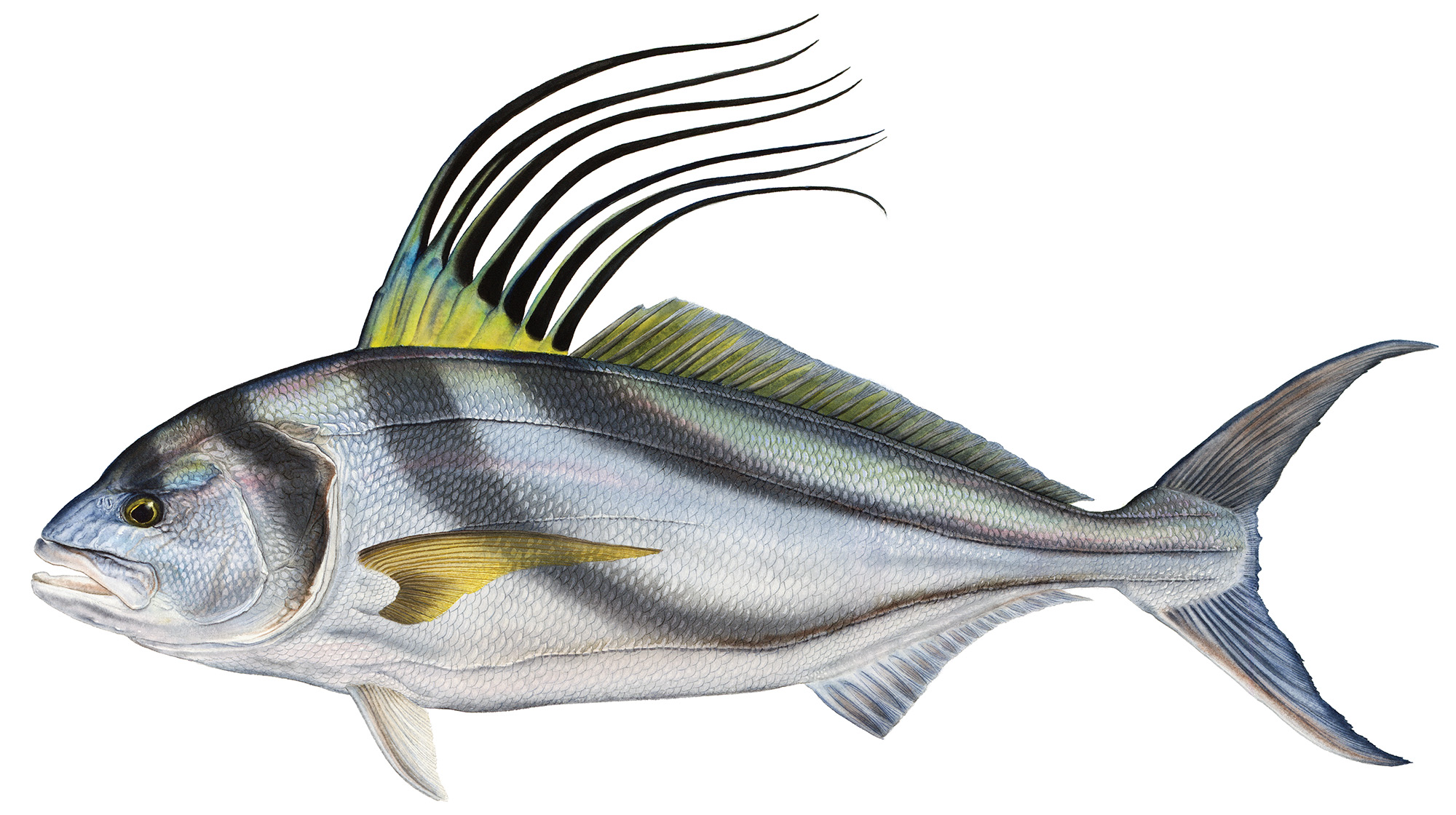 prm-Roosterfish