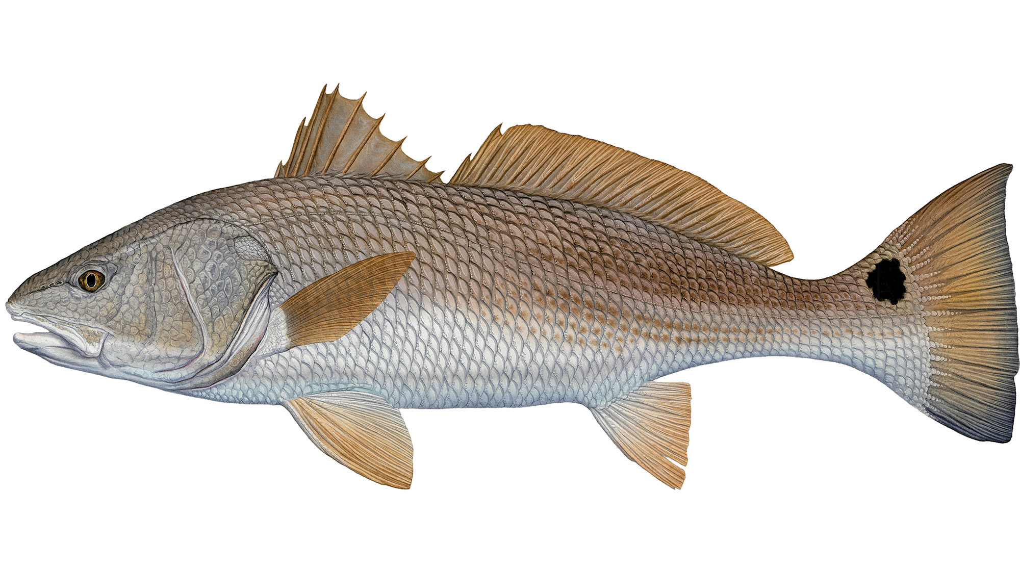 prm-Redfish