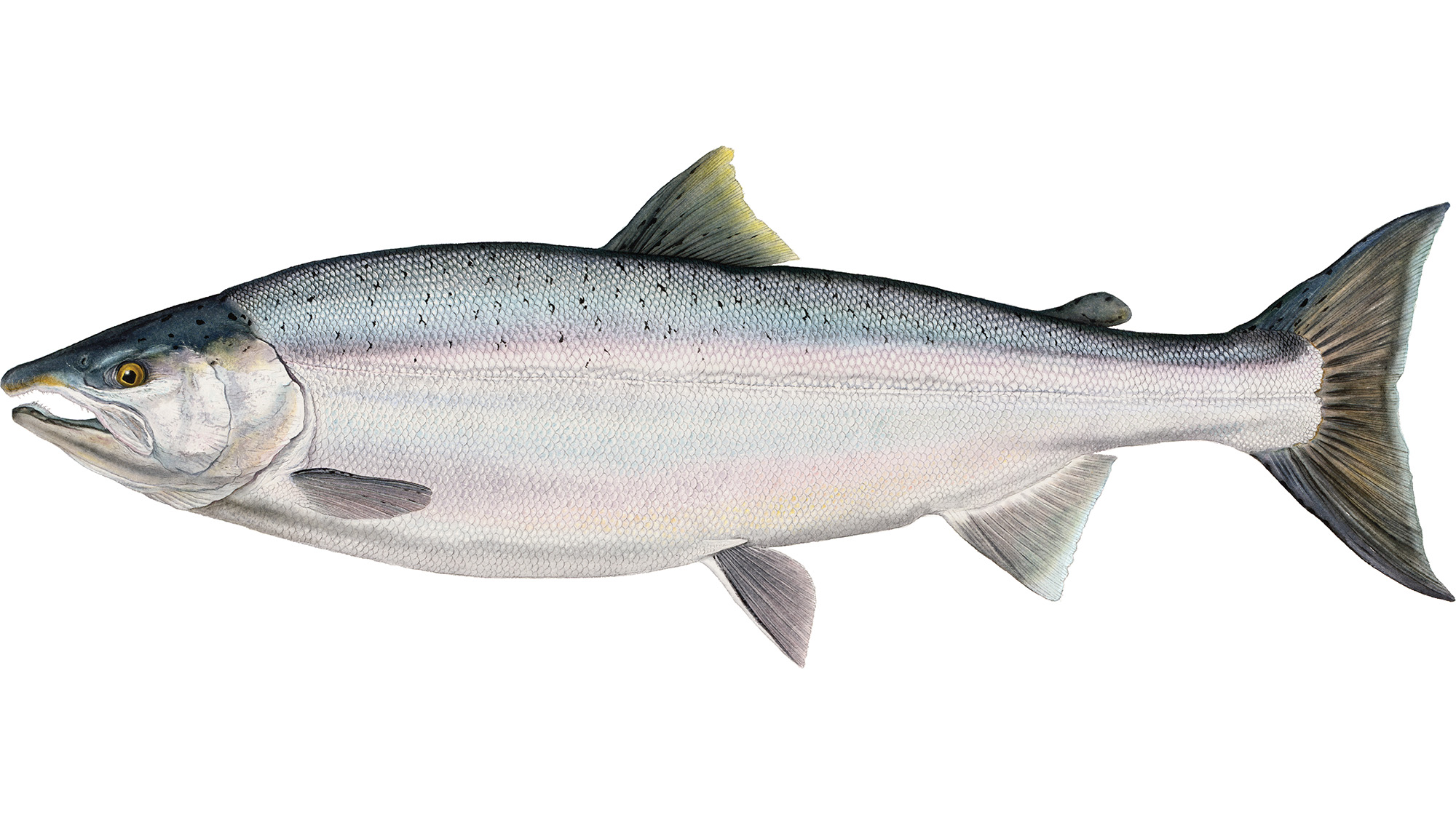 prm-Coho-Salmon