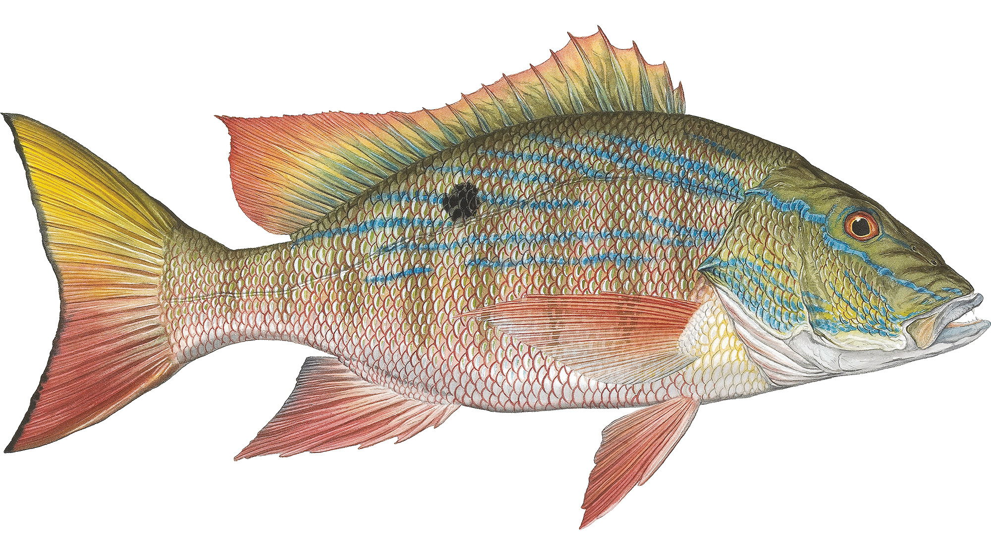 prm-Mutton-Snapper