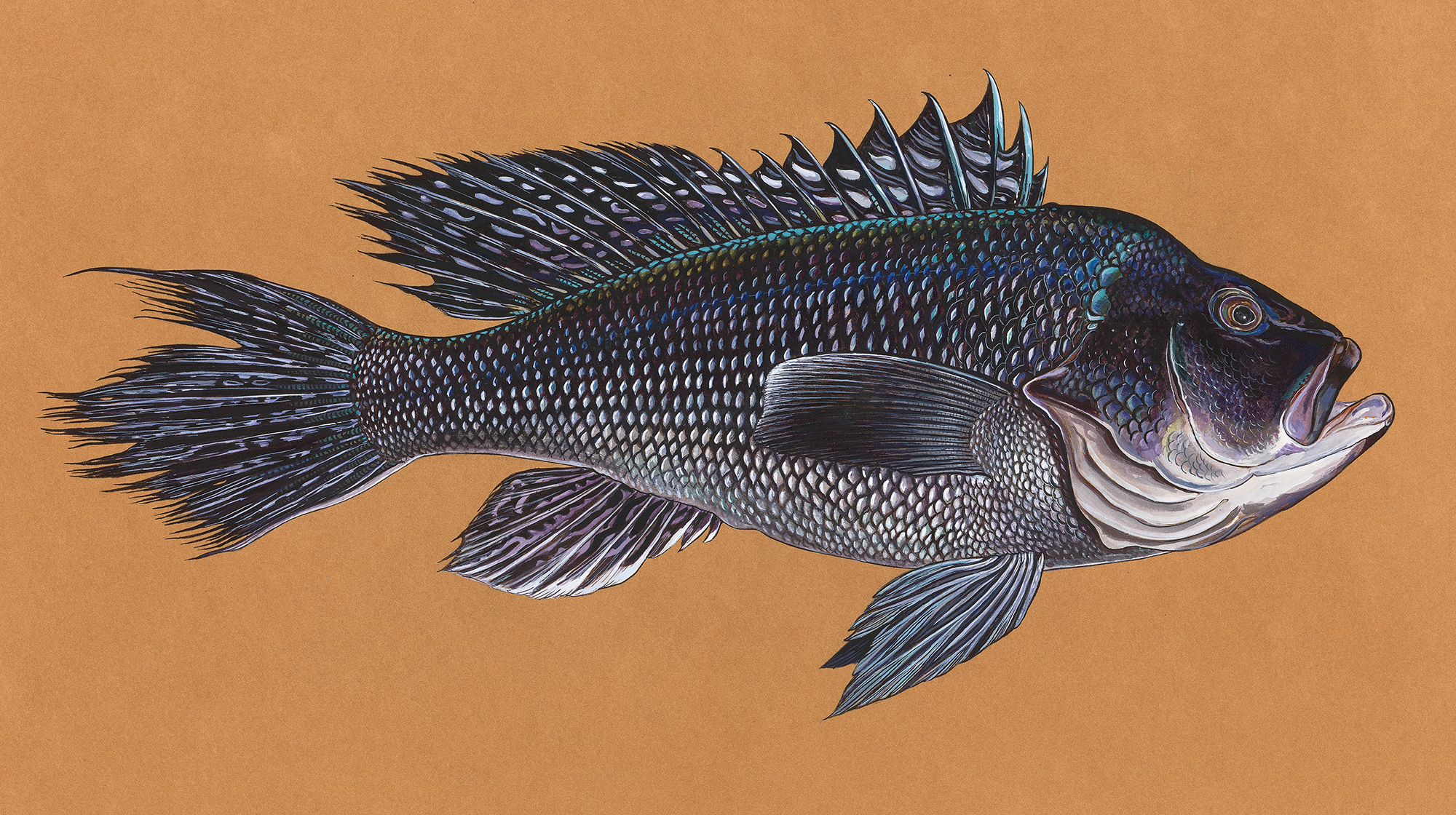 prm-BlackSeaBass