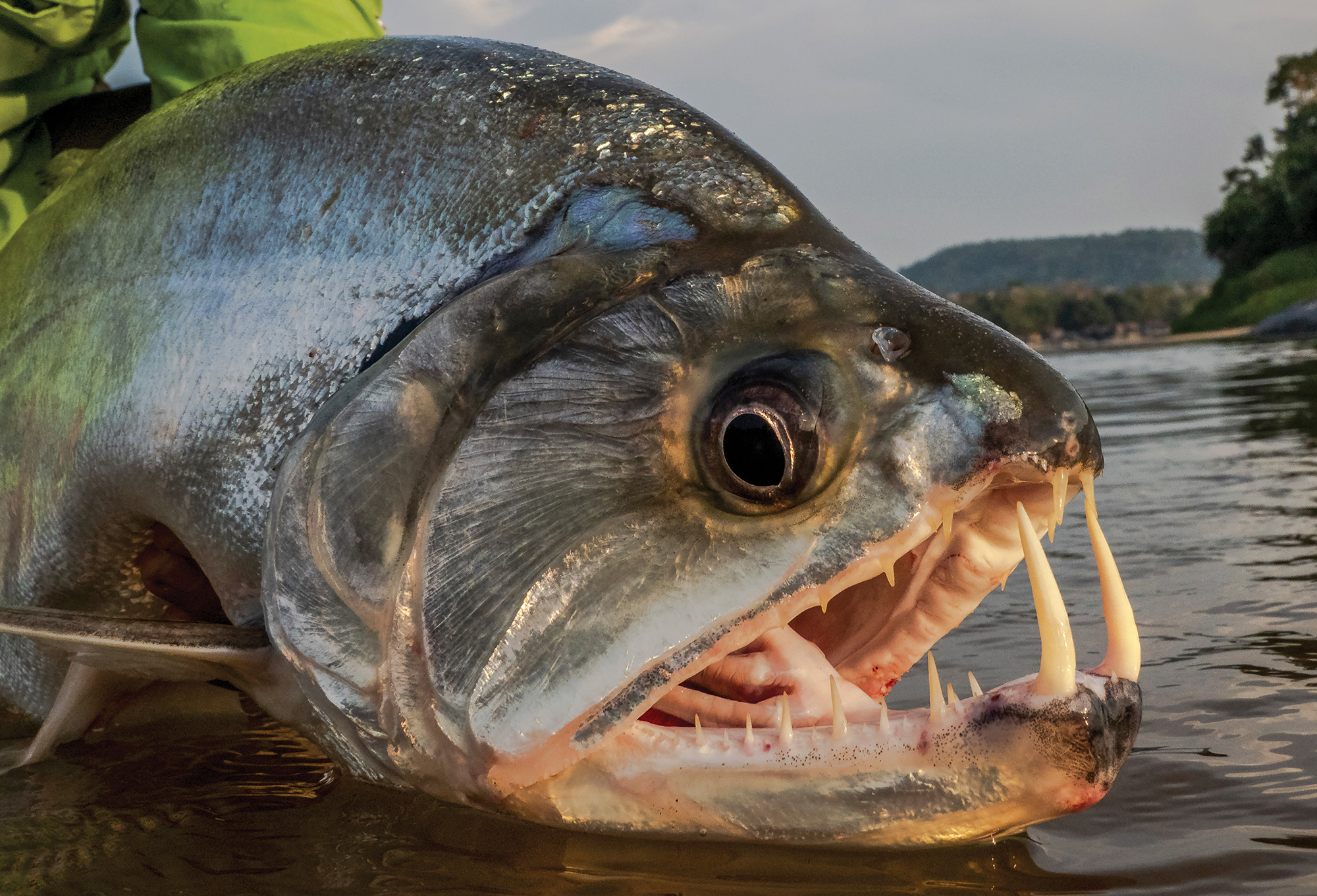 01_payara