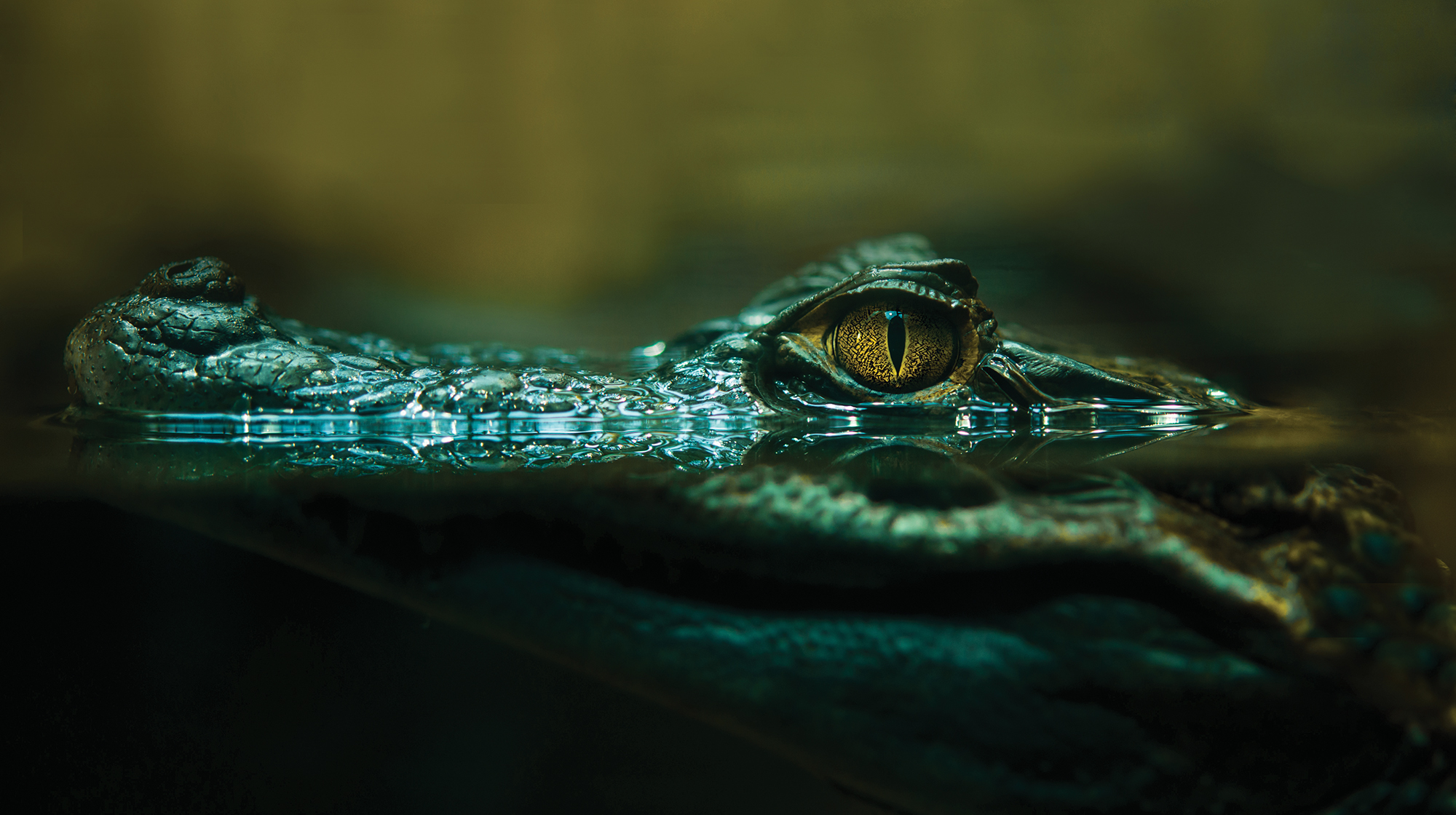 prm-Aligator