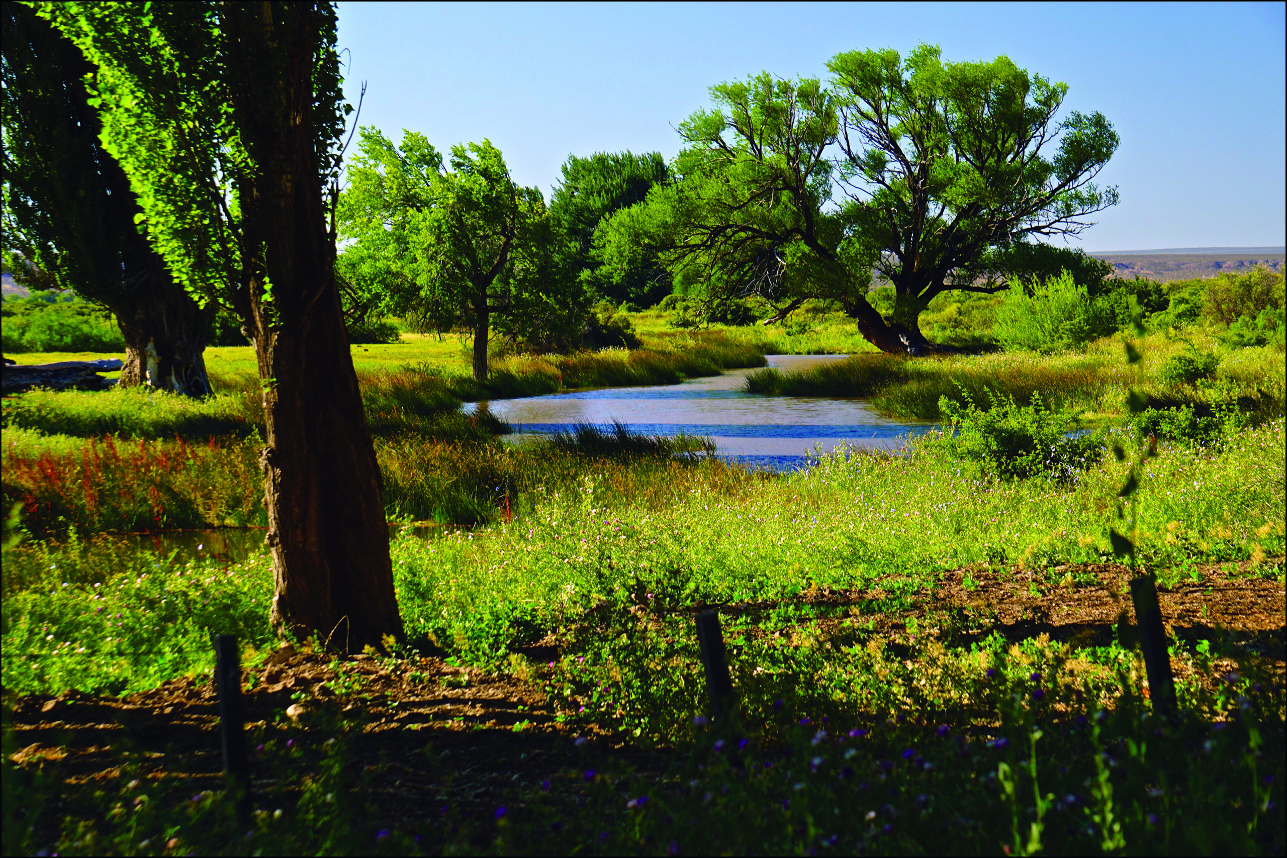 11 Branches of the Limay River