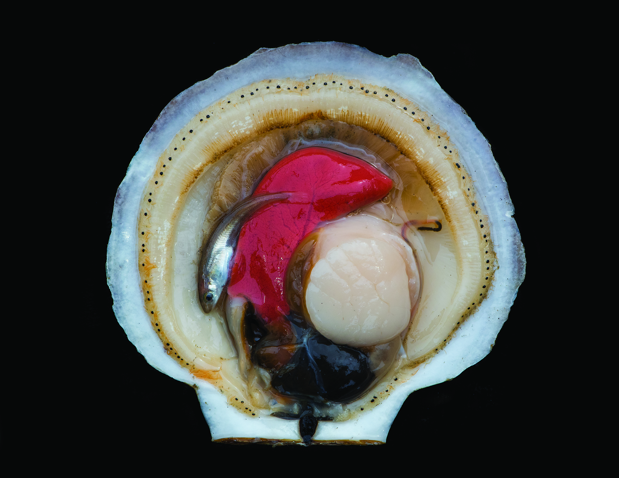 A scallop shell reveals the life hidden inside, with the addition of a small fish. 