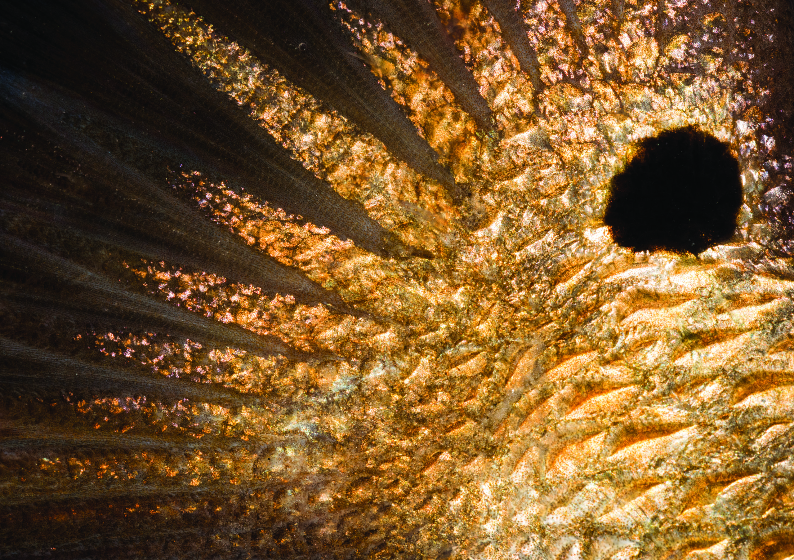 Jay Fleming Fish Macro - Anglers Journal@ Jay Fleming30