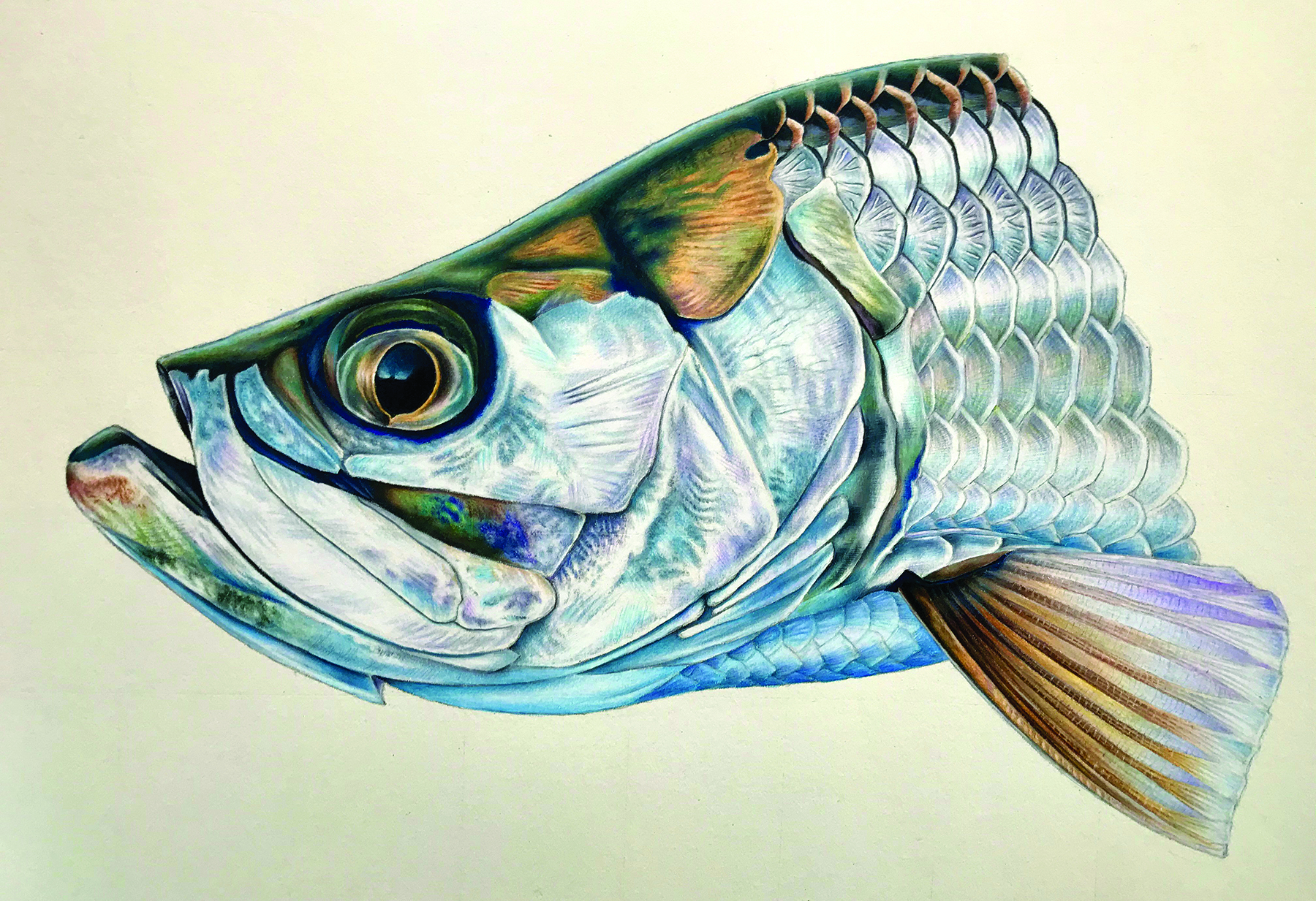 tarpon.silo_sj tarpon.silo_sj