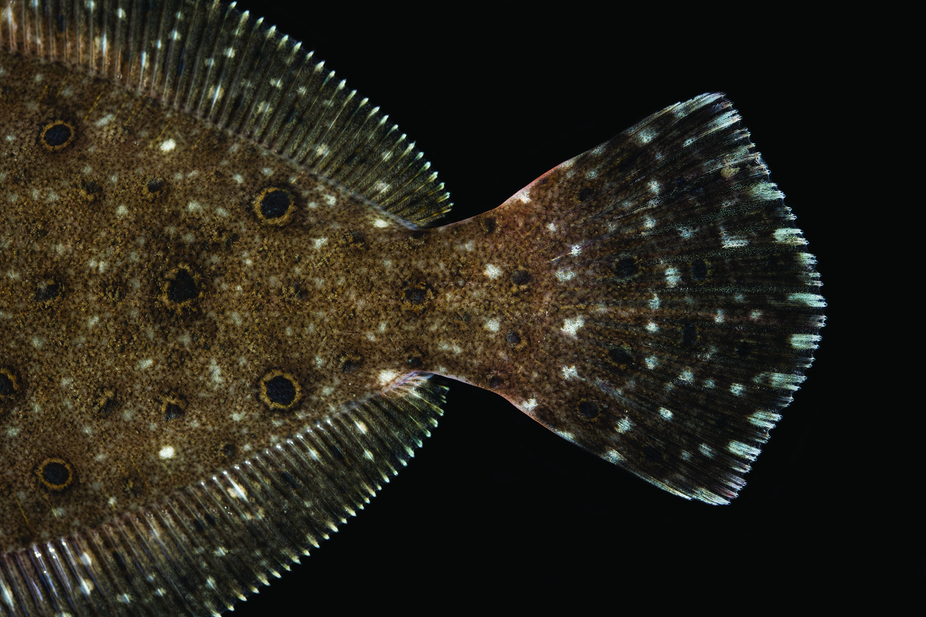 FlounderDetailJay Fleming