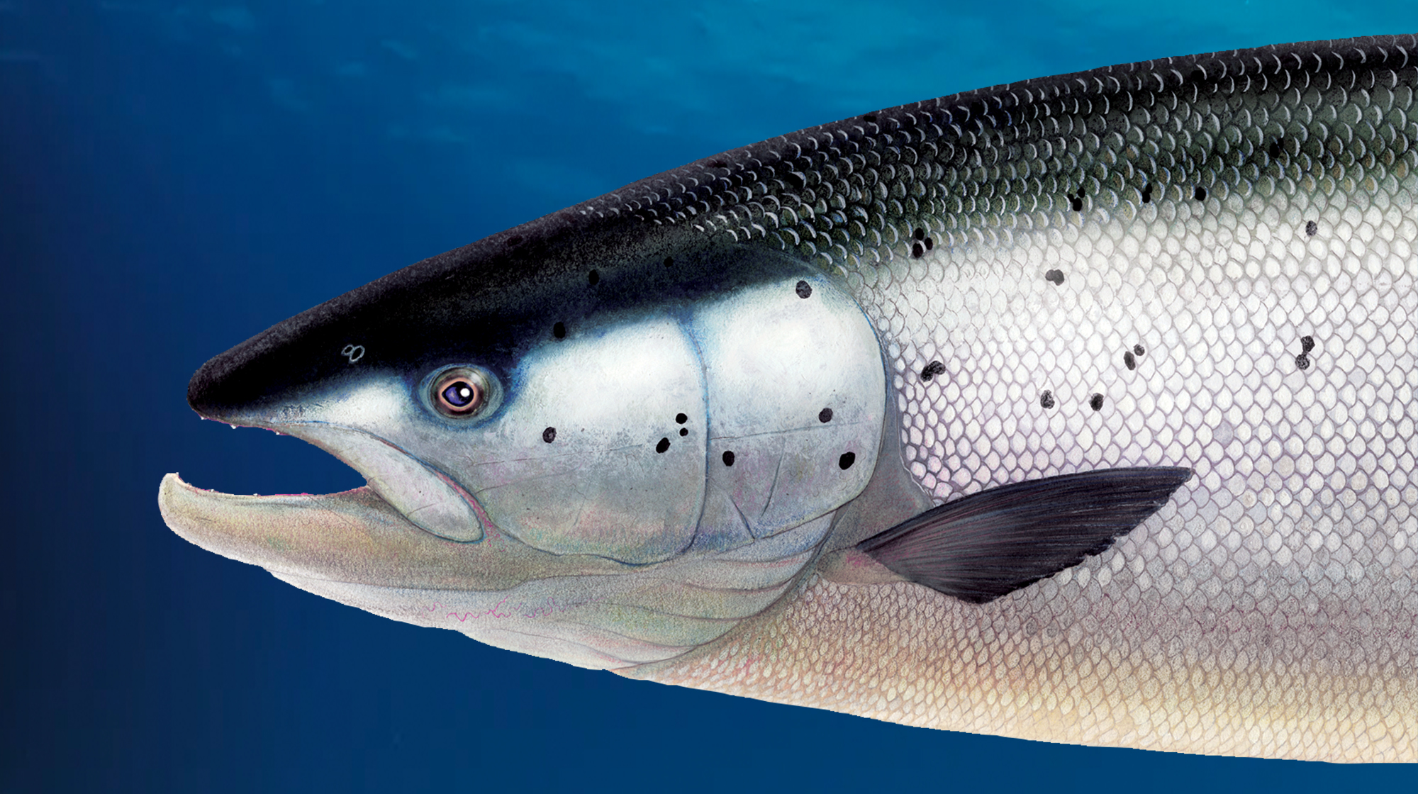 prm-atlantic-salmon