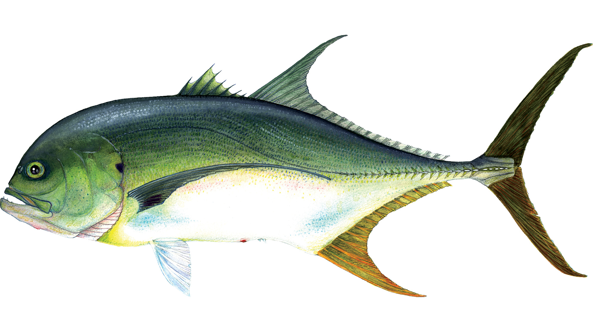 prm_Crevalle_Jacks