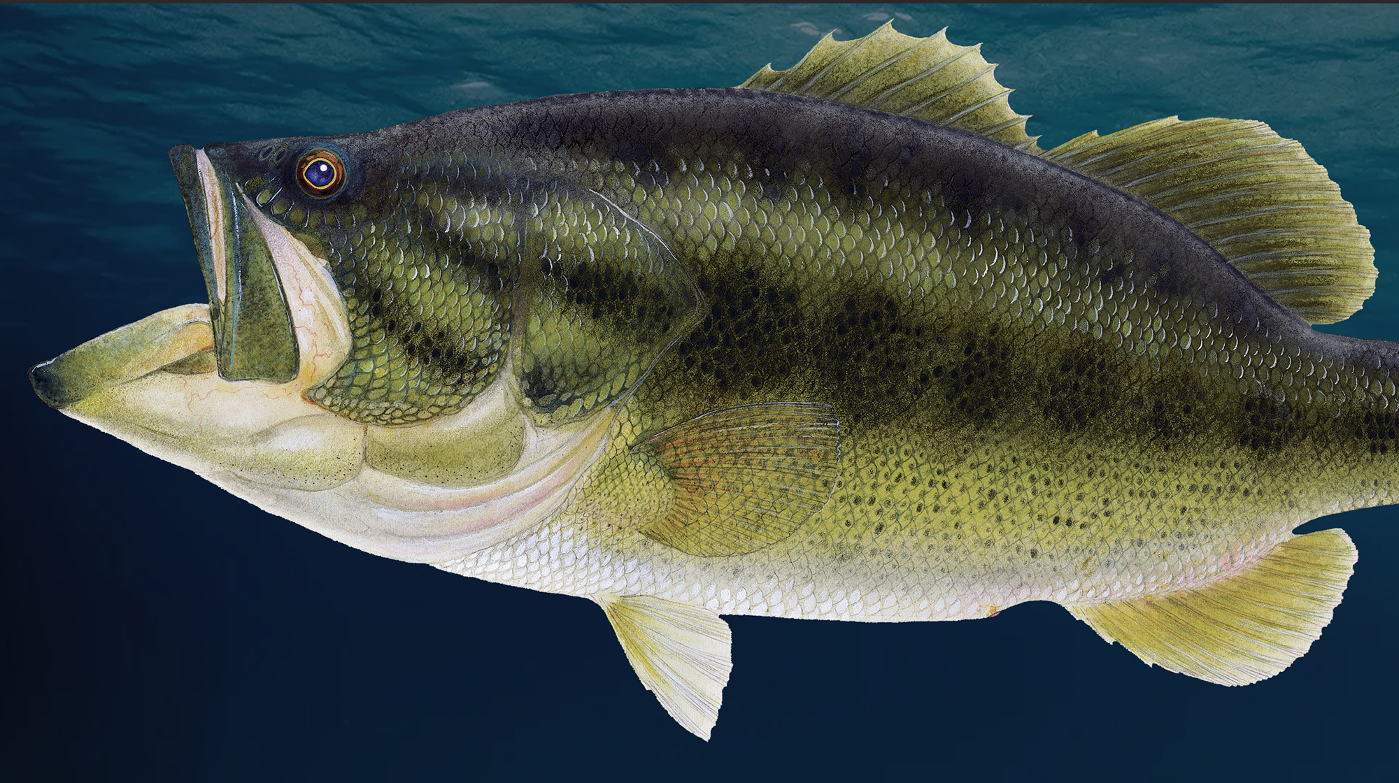 prm-Largemouth-Bass