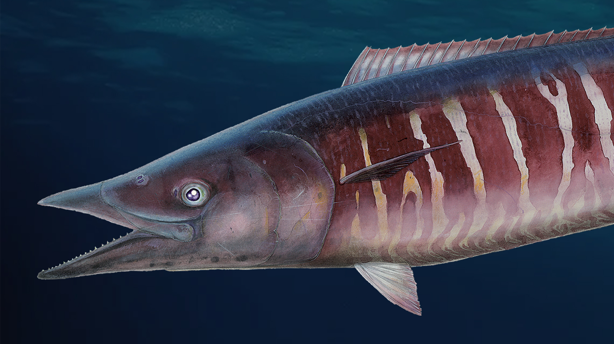 prm-Wahoo